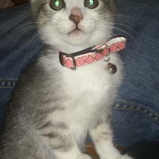 Blanding af racer Niimah