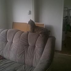 Huskat Master  R.I.P. <3