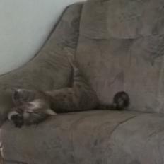 Huskat Master  R.I.P. <3