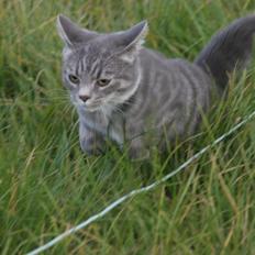 Blanding af racer Diva