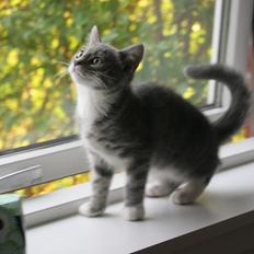 Blanding af racer Diva