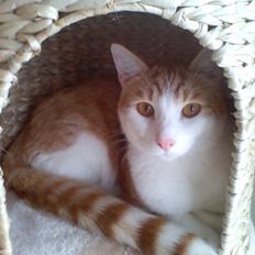 Blanding af racer mads