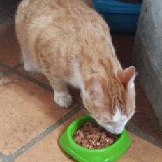 Blanding af racer mads