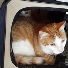 Blanding af racer mads