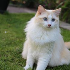 Ragdoll Chubby (DK Vandoll Royal Ricco)