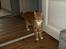 Huskat Bob-Cat *tidligere* - 18. juli 2014 - 2 år, 1 måned, 3 uger og 1 dag gammel