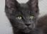 Maine Coon DK Proud Danish Prince Charming