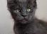 Maine Coon DK Proud Danish Prince Charming
