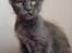 Maine Coon DK Proud Danish Prince Charming