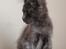 Maine Coon DK Proud Danish Prince Charming