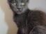 Maine Coon DK Proud Danish Prince Charming