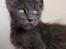 Maine Coon DK Proud Danish Prince Charming