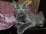 Maine Coon DK Proud Danish Prince Charming