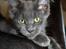 Maine Coon DK Proud Danish Prince Charming