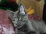 Maine Coon DK Proud Danish Prince Charming