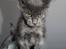 Maine Coon DK Proud Danish Prince Charming