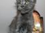Maine Coon DK Proud Danish Prince Charming