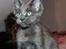 Maine Coon DK Proud Danish Prince Charming