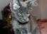Maine Coon DK Proud Danish Prince Charming