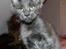 Maine Coon DK Proud Danish Prince Charming