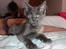 Maine Coon DK Proud Danish Prince Charming