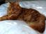 Maine Coon Leopold Firefox