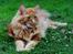 Maine Coon Leopold Firefox