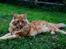 Maine Coon Leopold Firefox