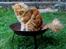 Maine Coon Leopold Firefox