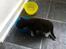 Huskat McGonagall