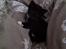 Huskat McGonagall