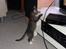 Huskat Mille