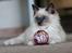 Ragdoll DK Maine Malawi’s Stuck On You. (Soya)