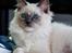 Ragdoll DK Maine Malawi’s Stuck On You. (Soya)