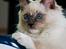 Ragdoll DK Maine Malawi’s Stuck On You. (Soya)