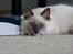 Ragdoll DK Maine Malawi’s Stuck On You. (Soya)