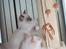 Ragdoll DK Maine Malawi’s Stuck On You. (Soya)