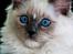 Ragdoll DK Maine Malawi’s Stuck On You. (Soya)