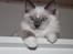 Ragdoll DK Maine Malawi’s Stuck On You. (Soya)