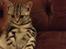 British Shorthair Luna