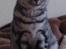 British Shorthair Luna