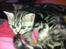 British Shorthair Luna