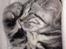 British Shorthair Luna