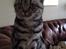 British Shorthair Luna