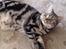 British Shorthair Luna