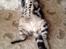 British Shorthair Luna