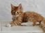 Maine Coon Obi wan kenobi