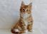 Maine Coon Obi wan kenobi