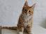 Maine Coon Obi wan kenobi