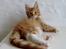 Maine Coon Obi wan kenobi